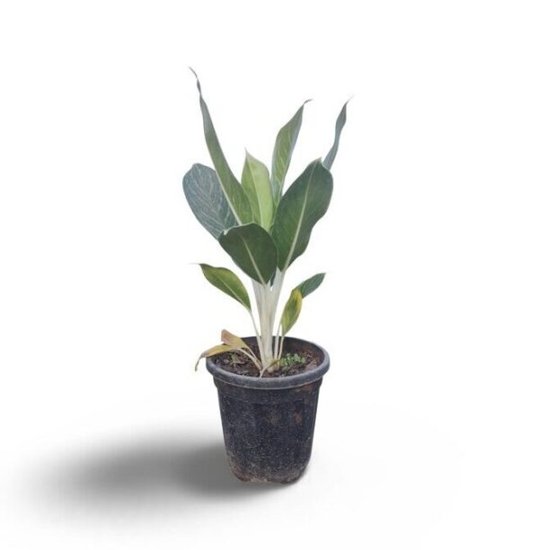 Aglaonema