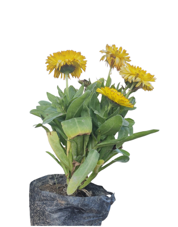 Calendula