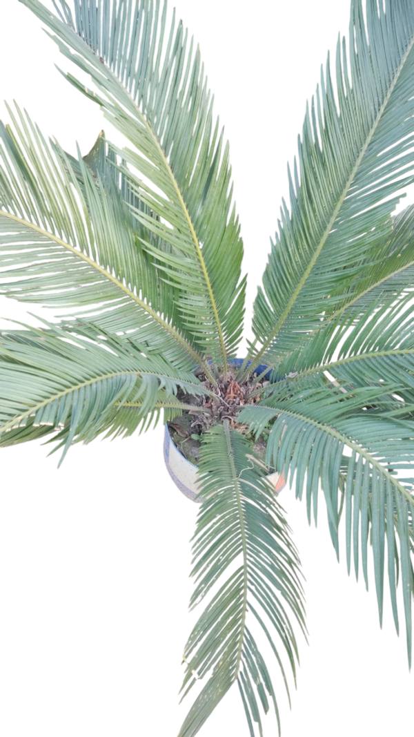 Cycus Plant