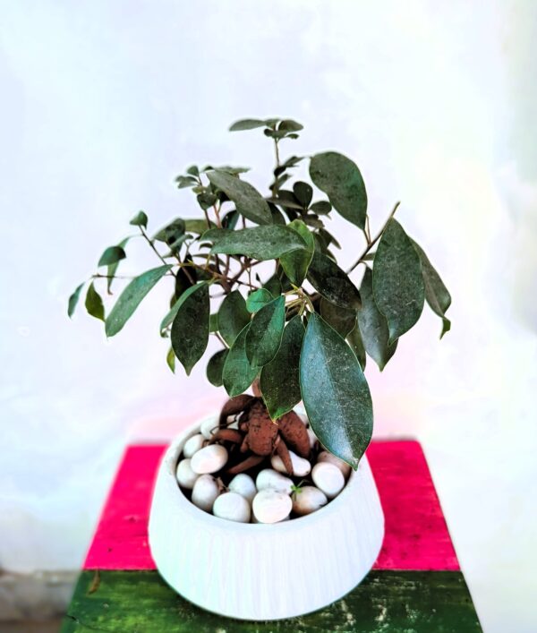 Ficus Bonsai