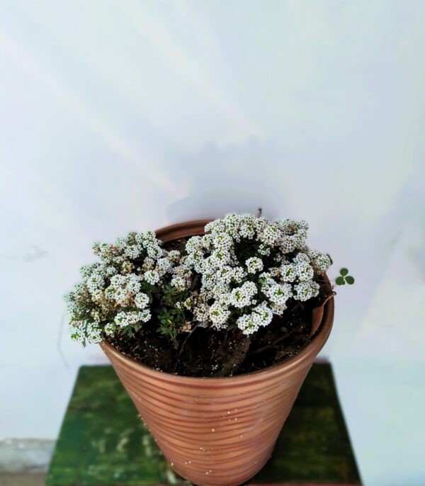 Alyssum Flowering Plant