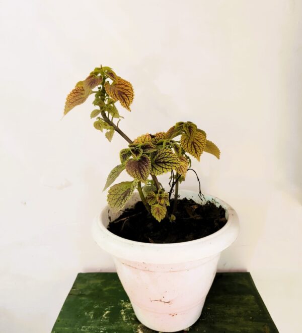 Coleus