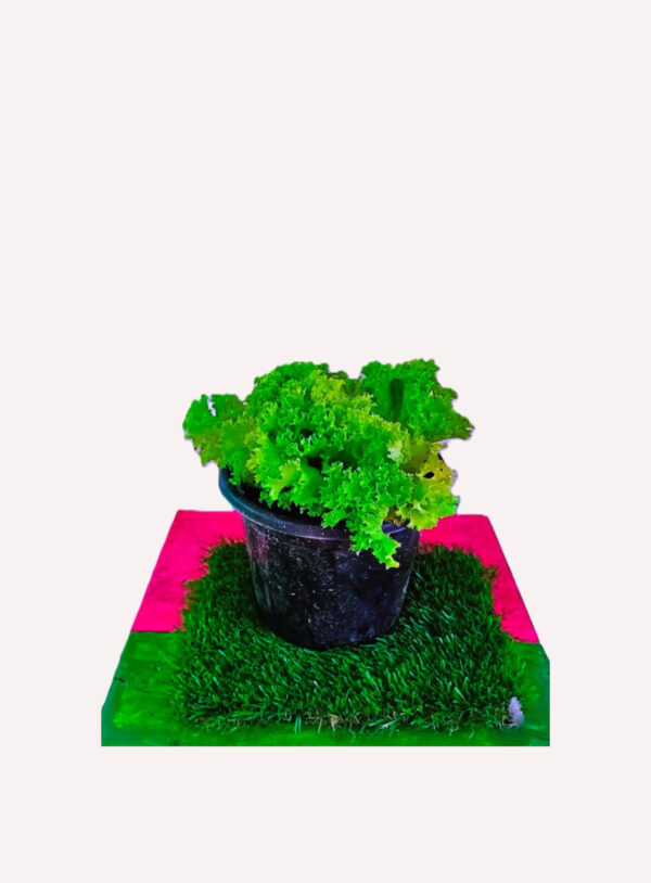 Lettuce