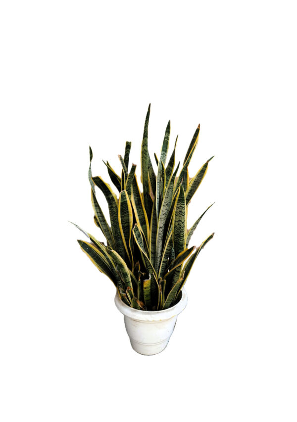 Snake Plant