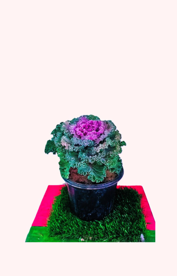 Cabbage Plant