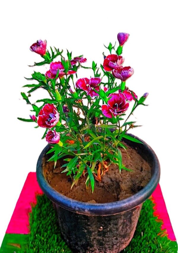 Dianthus