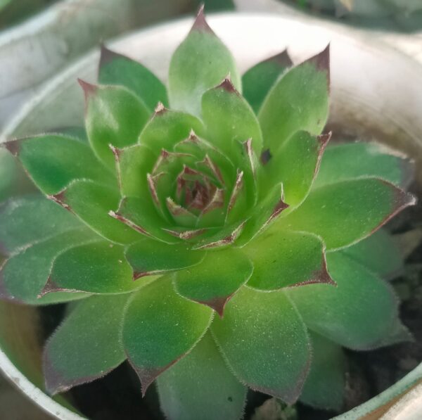 Echeveria succulent Desktop Plant