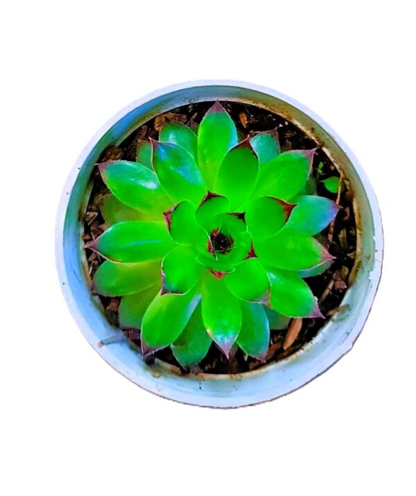 Laxmi Kamal Plant (Sempervivumn) Succulent for Good Luck - Image 2