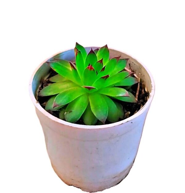 Laxmi Kamal Plant (Sempervivumn) Succulent for Good Luck