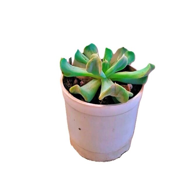 Echeveria Runyonii (Topsy Turvy)