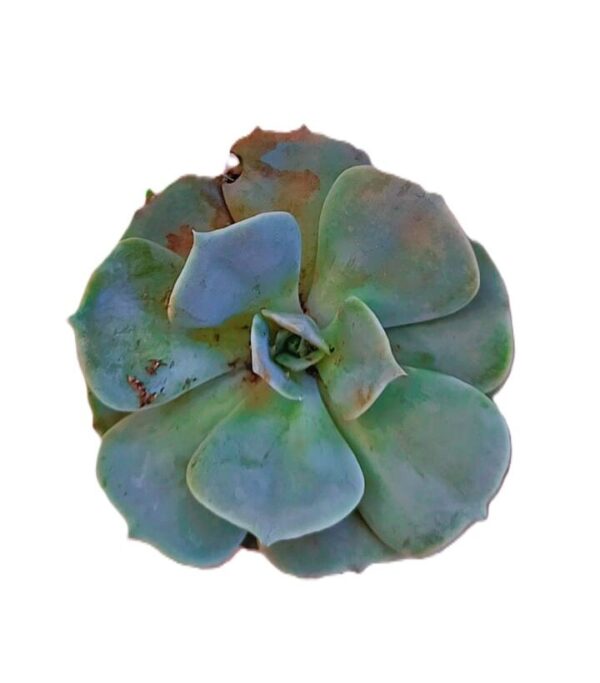 Echiveria Lilacina - Image 2