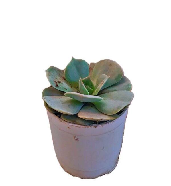 Echiveria Lilacina