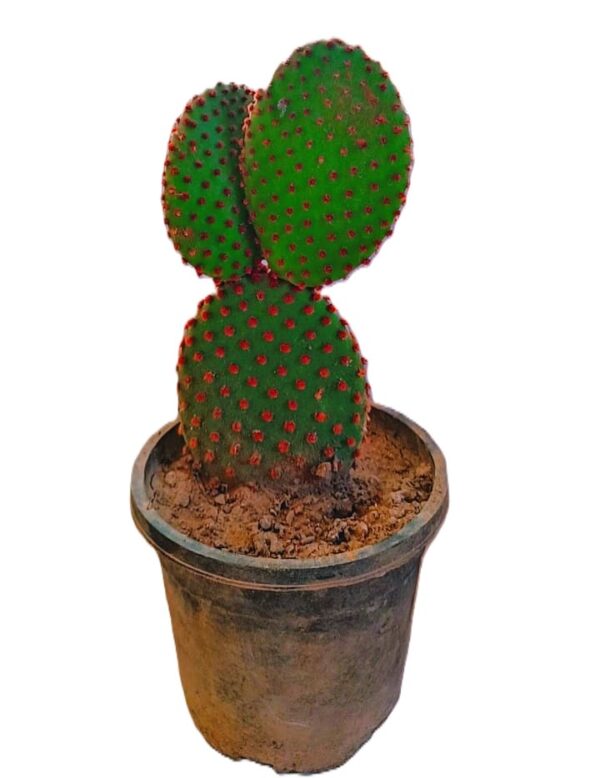 Bunny Ears Cactus (Opuntia Microdasys)