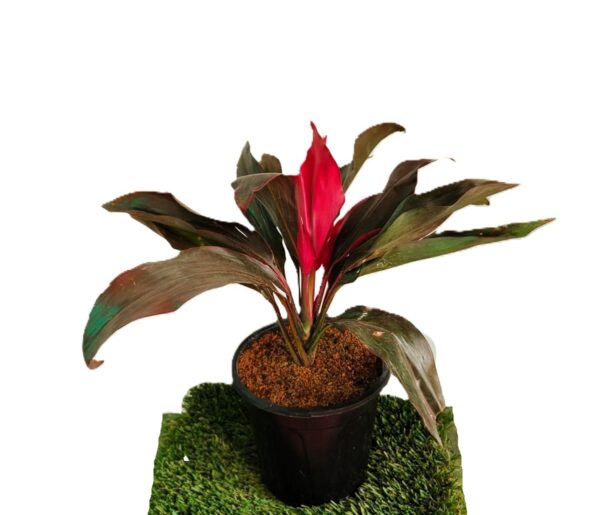 Dracaena Rosea Plant - Image 2