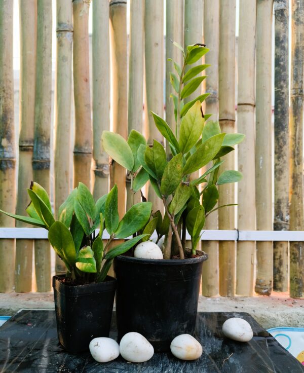Zee Zee Plant