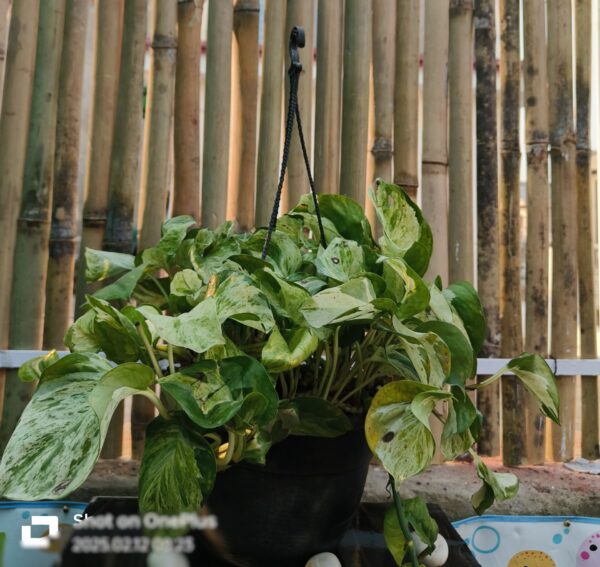 Pothos