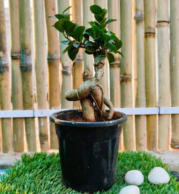 Ficus bonsai