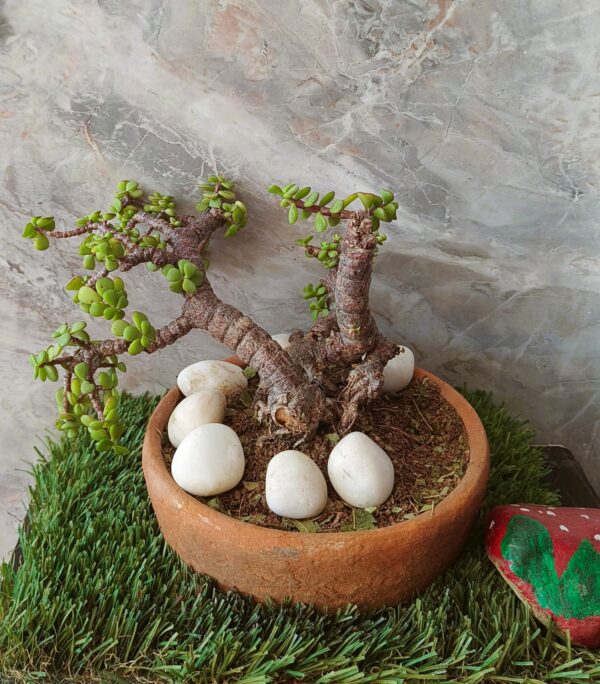 Bonsai Zade Plant