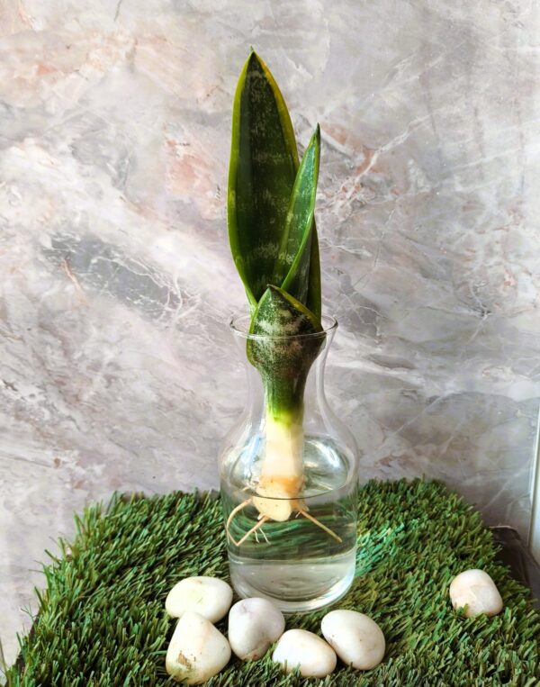 Hydroponically Grown Snake Plant