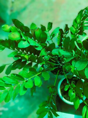 Zamia
