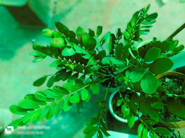 Zamia