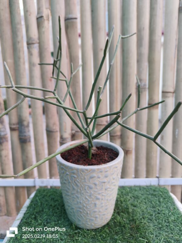 Pencil cactus/Euphorbia tirucalli