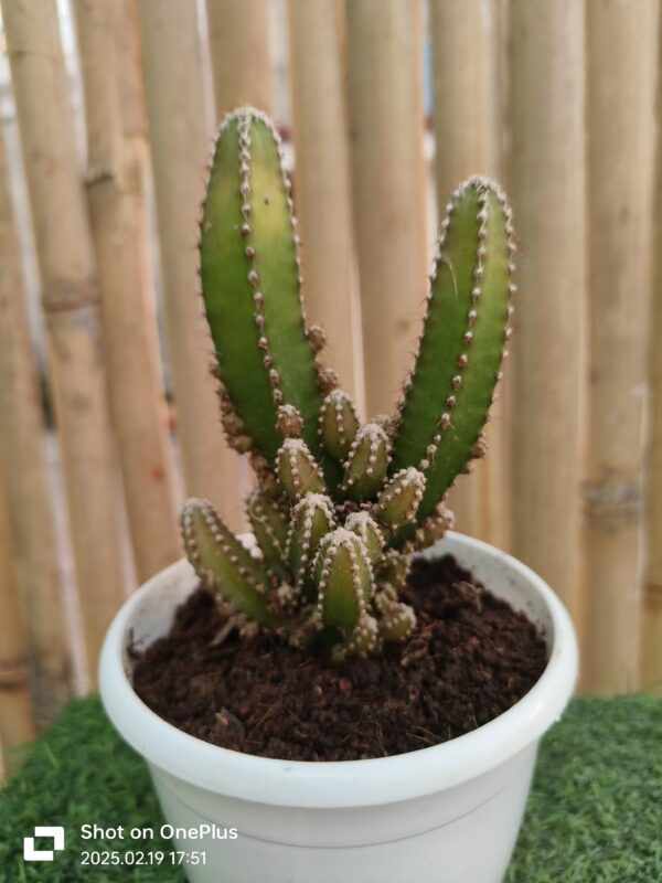 Elongated cactus