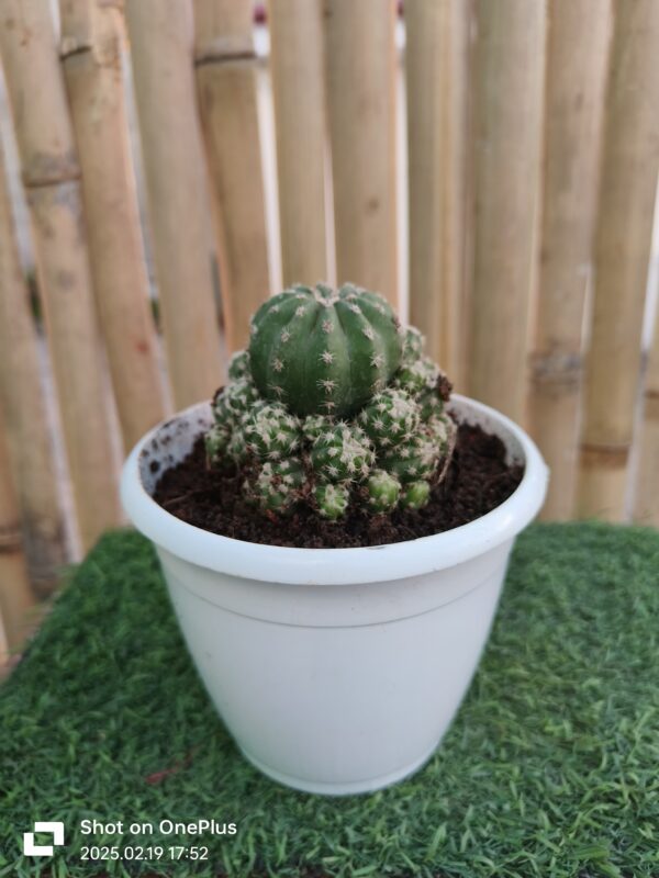 Round Cactus/ Mammillaria