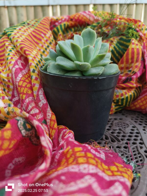 Echeveria laui