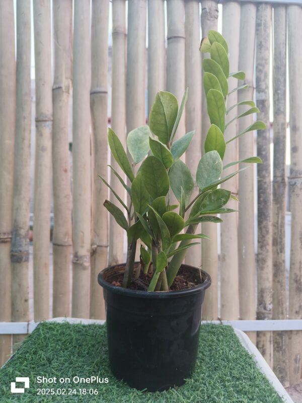 Zanzibar Gem (ZZ Plant)