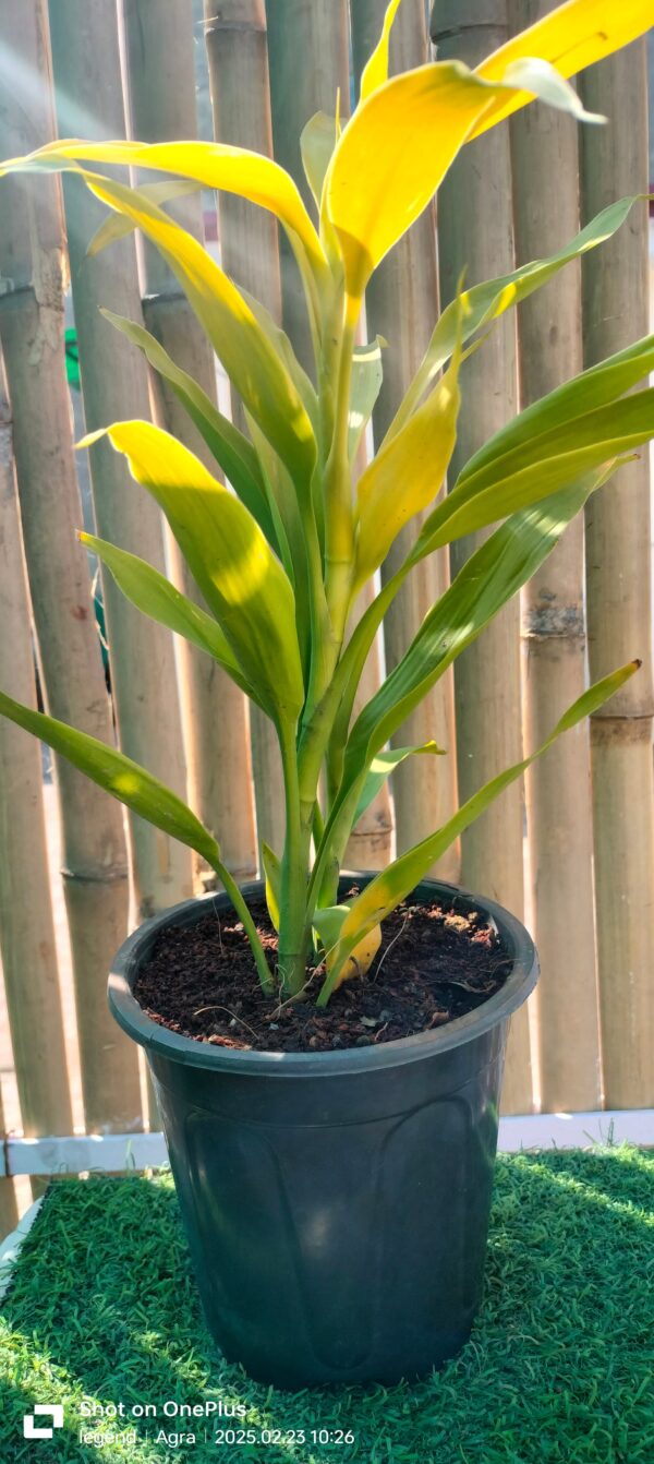 Lucky Bamboo