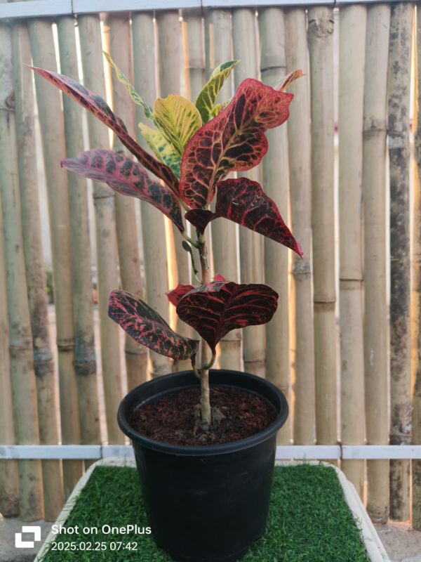 Croton Plant