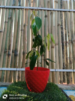 Tejpatta/ Bay leaf plant