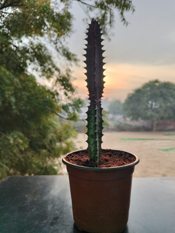 Euphorbia trigona/ Cactus/Euphorbia