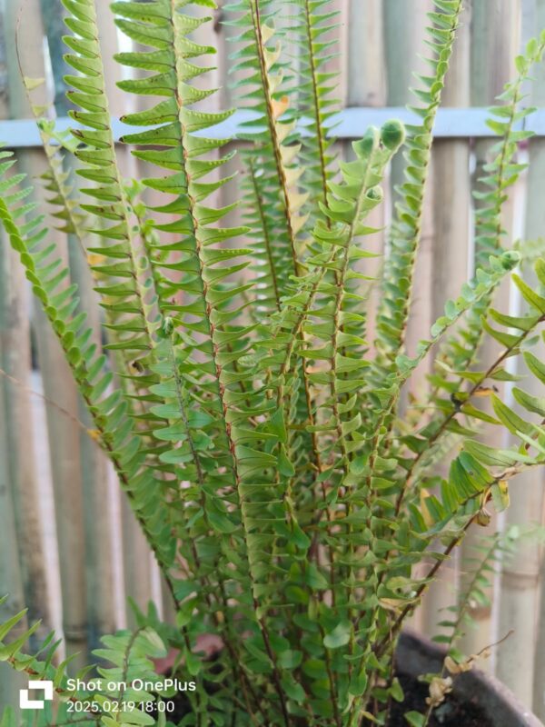Fern/Pteridophyte