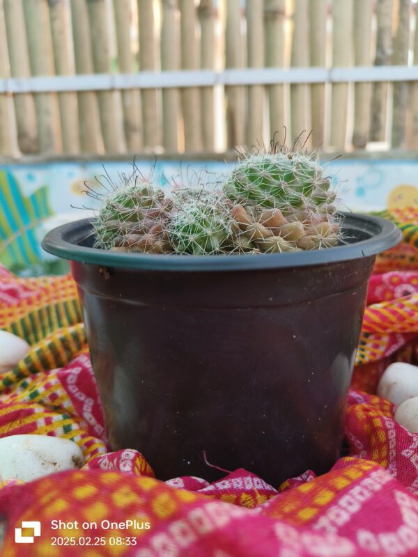 Mammillaria cactus