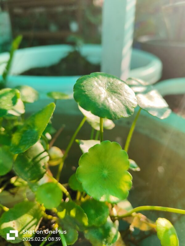 Chinese money plant/coin plant/ mushroom grass