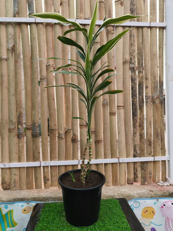 Dracaena amazing indoor air purifying plant