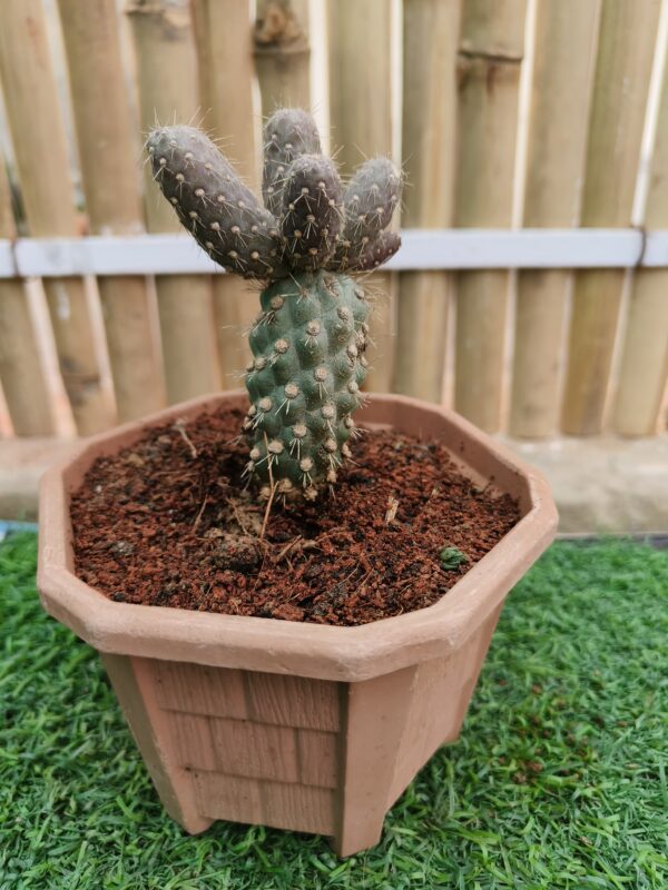 Boxer Cactus-succulent