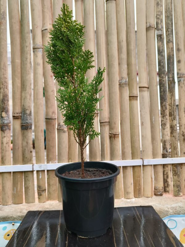 Thuja occidentalis- Morpankhi/white-cedar/family Cupressaceae,