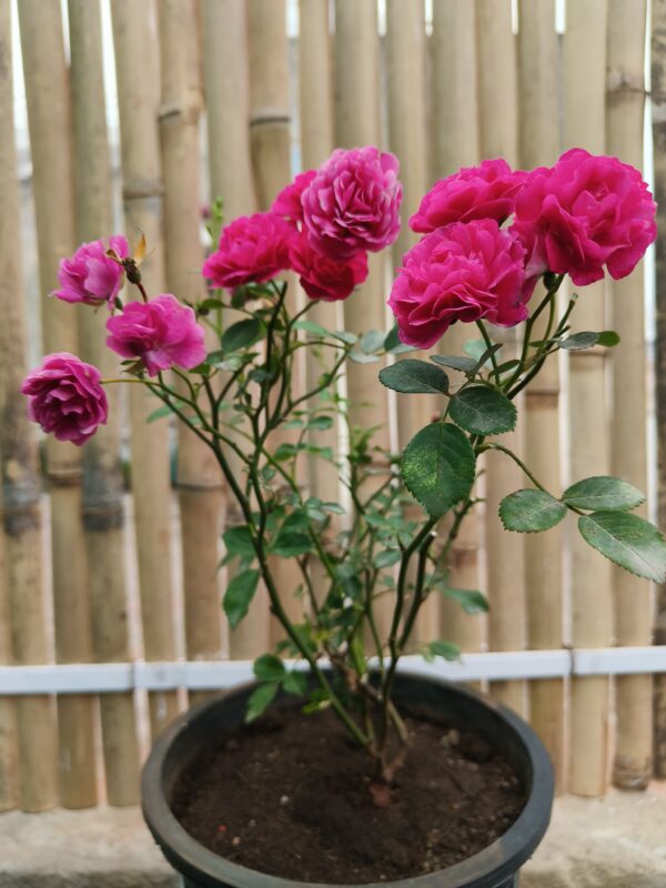 Button rose-Rosa chinensis minima (mini rose)