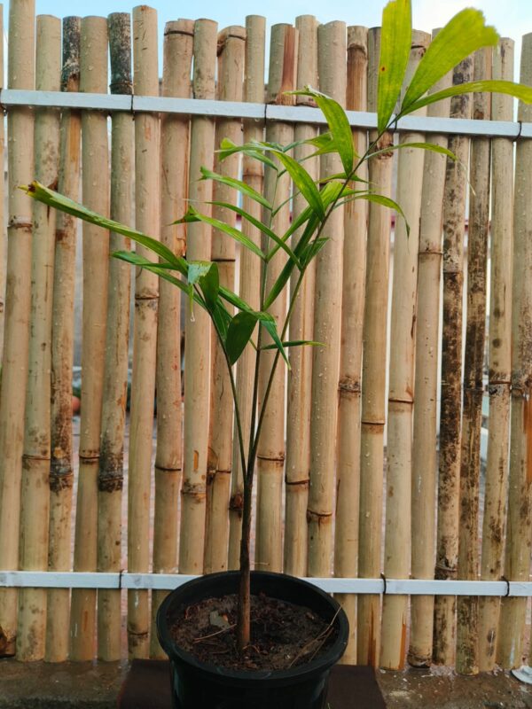 Foxtail Palm/Wodyetiya bifurcata-Palmae