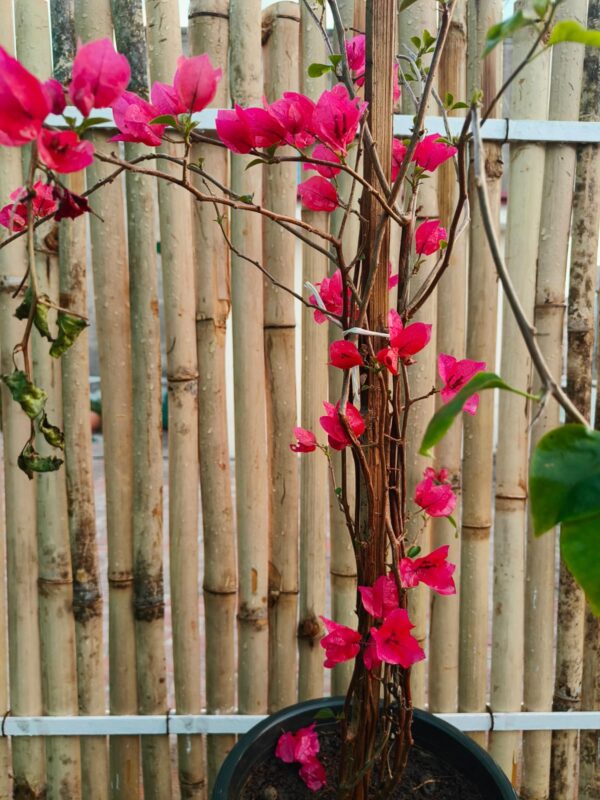 Bogan bail/ Bougainvillea spectabilis- Nyctaginaceae