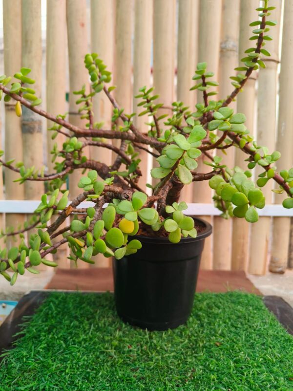 Zade Plant/ Crassula- Crassulaceae