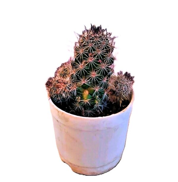 Flowering Cactus