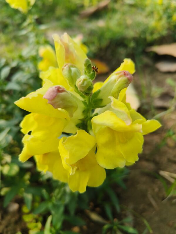 Dog flower Yellow-Antirrhinum majus (Snapdragon)