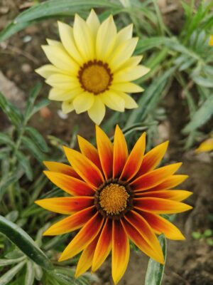 Yellow Gazania ( Asteraceae)