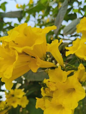 Tecoma stans- Yellow Tecoma (Yellow trumpet Bush)