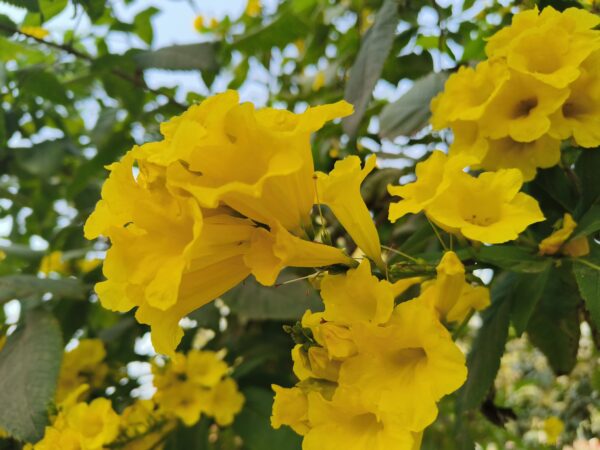 Tecoma stans- Yellow Tecoma (Yellow trumpet Bush)