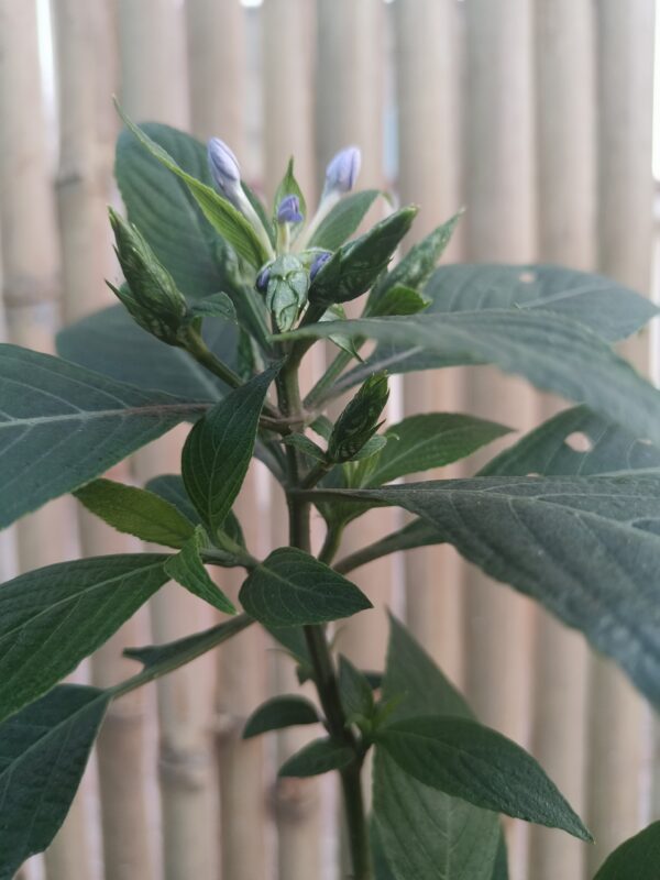 Daedalacanthus-Blue Flower Plant